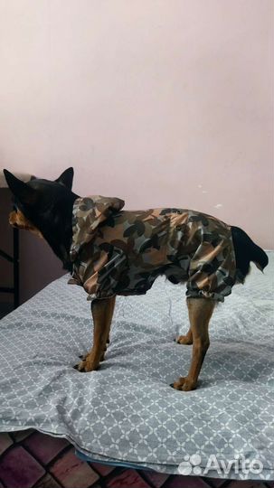 Одежда для маленьких собак