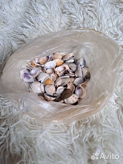 Морские ракушки