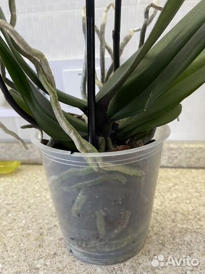 Орхидея фаленопсис Тунис