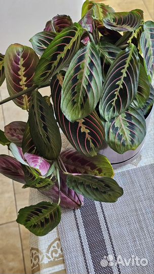 Маранта триколор