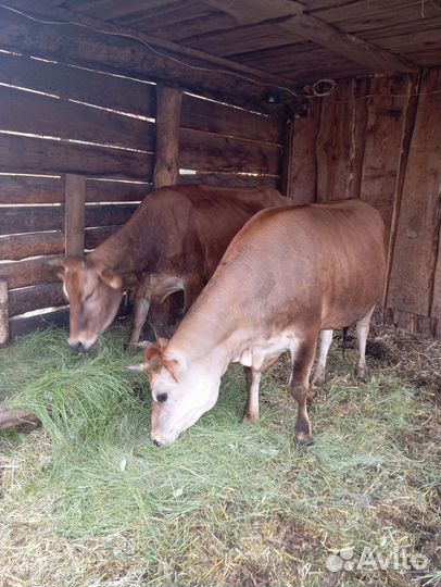 Корова джерси