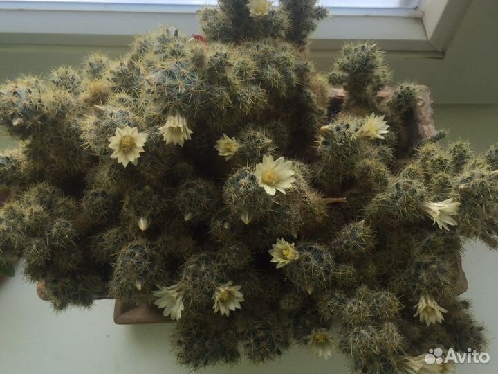 Кактусятки или обмен