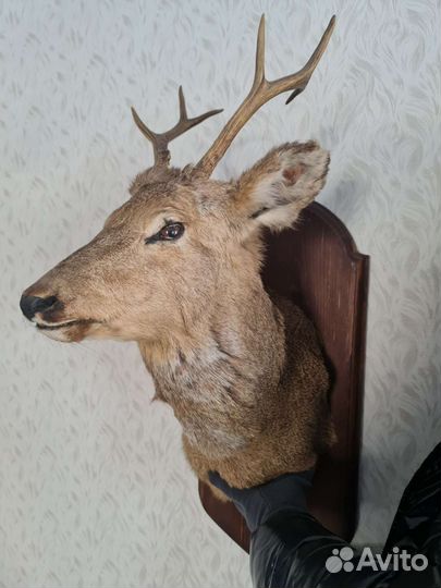Чучело головы оленя