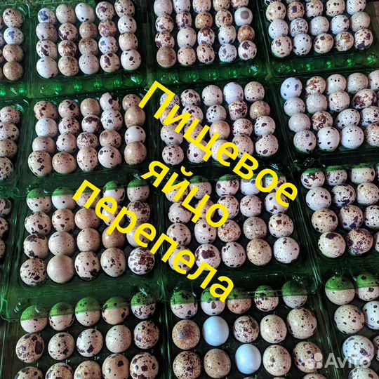 Яйца перепелиные пищевые. Мясо перепелов