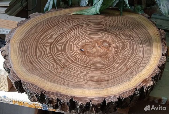 Спил дерева карагач