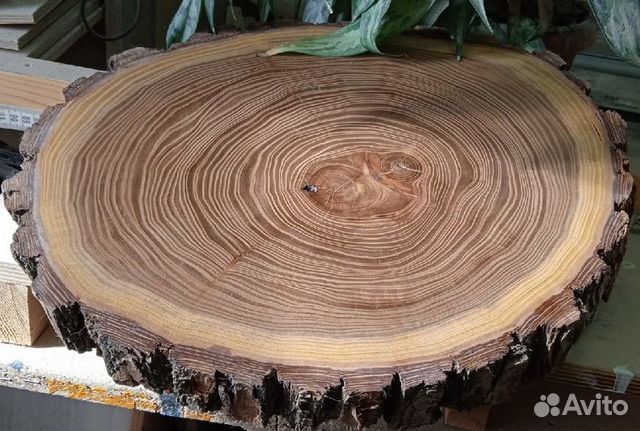 Спил дерева карагач