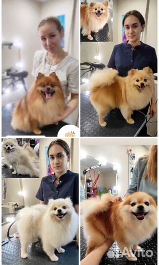 Индивидуальные курсы груминга, Груминг обучение