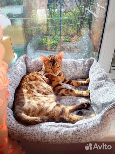 Бенгальская кошка в добрые руки