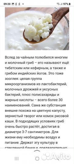 Чайный гриб, Морской рис, Тибецкий молочный гриб