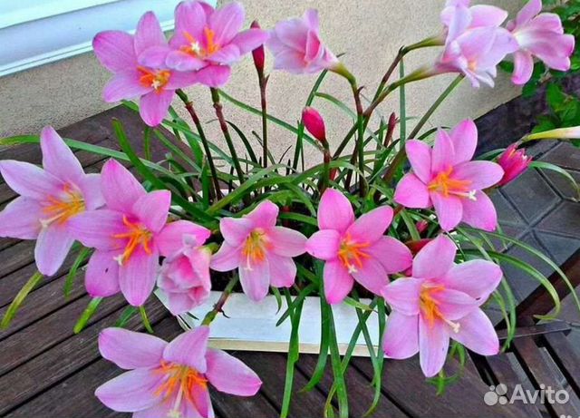 Редкие сорта Зефирантес (выскочка)