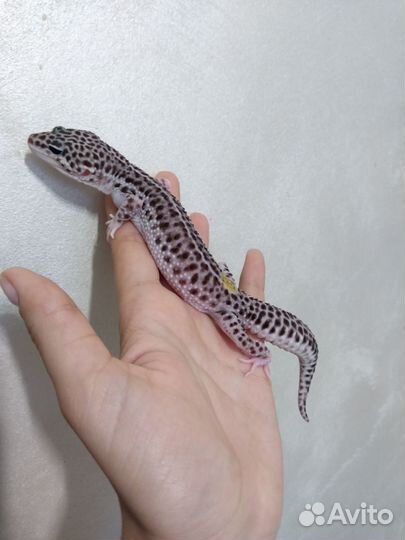 Геккон эублефар