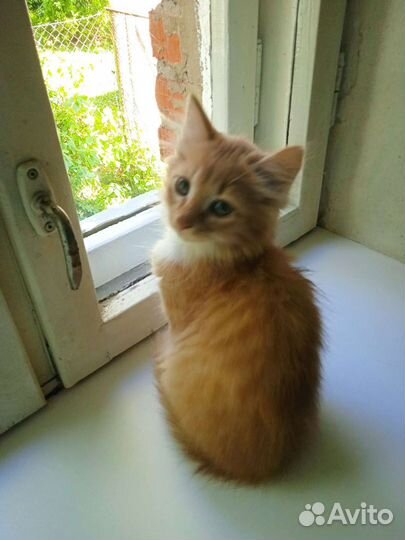 Кошки бесплатно