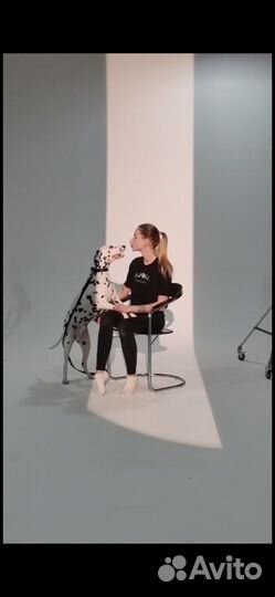 Собака долматин для фотосессии