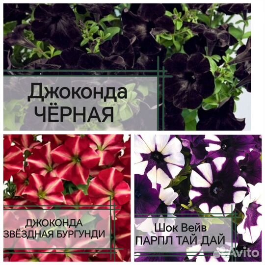 Петуния ампельная