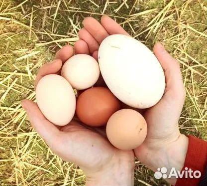 Инкубационное яйцо холмогорских гусей