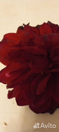 Георгины клубни