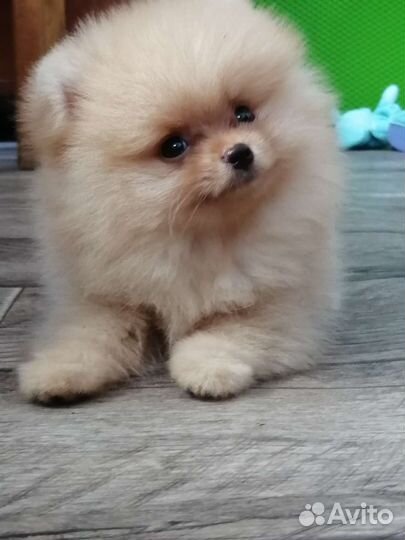 Щенок шпица