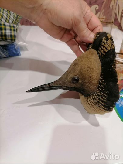 Чучело птицы