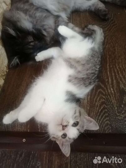 Котенок девочка