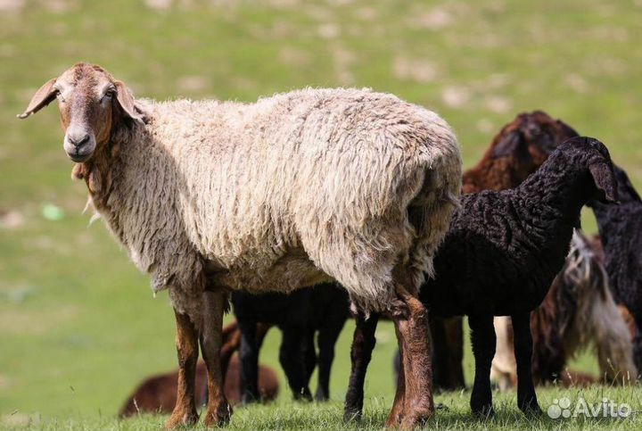 Овцы бараны ягнята оптом