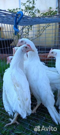 Куры домашние 