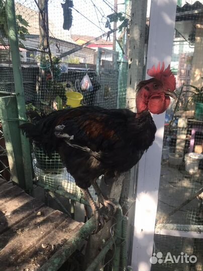 Петух голошейка