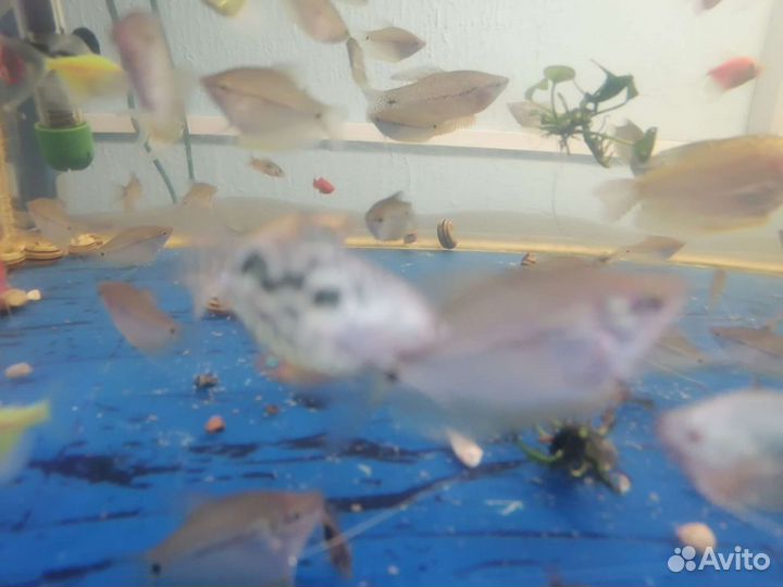 Аквариумные рыбки