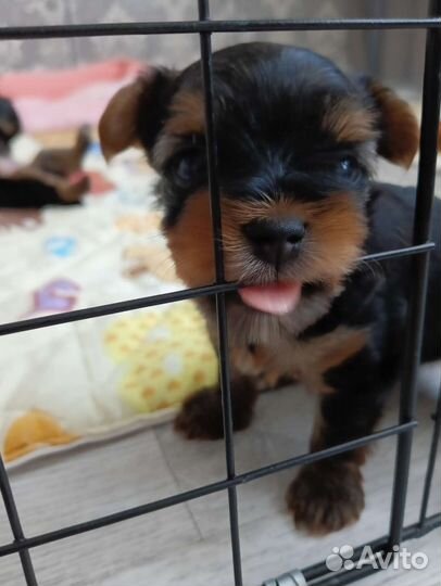 Йоркширский терьер