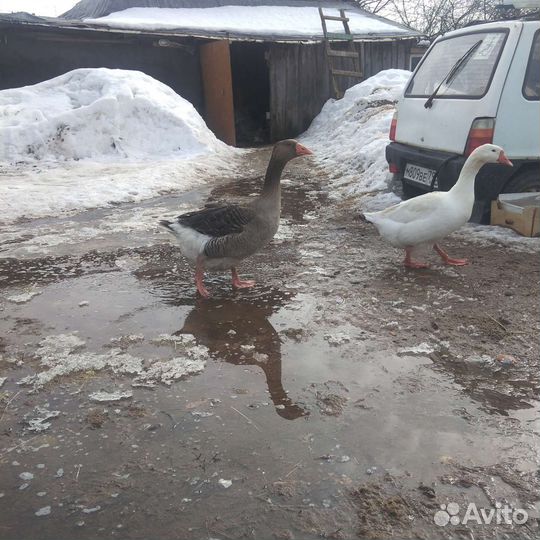 Гусиные и куриные яйца