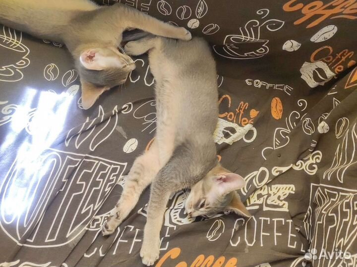 Абиссинские котята