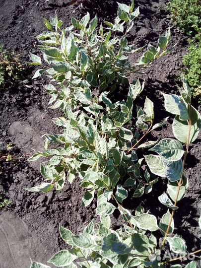 Саженцы хвойных и лиственных пород