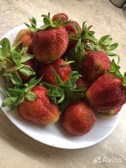 Рассада клубники