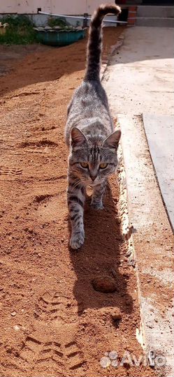 Отдам кота в добрые руки