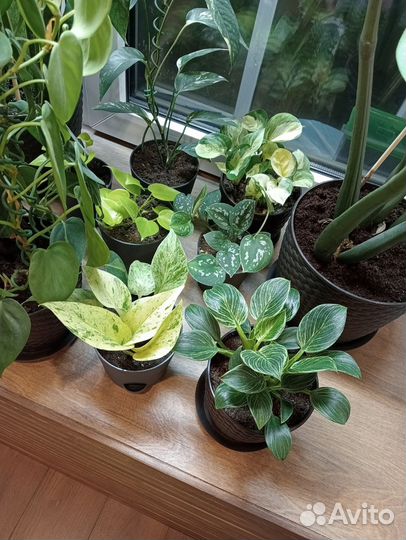 Комнатные цветы