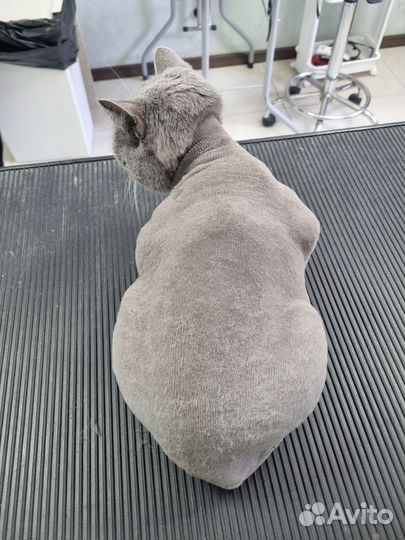 Грумминг кошек