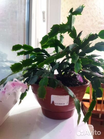 Шлюмбергера (декабрист) белая