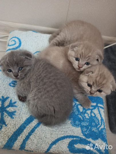 Шотландская вислоухая кошка