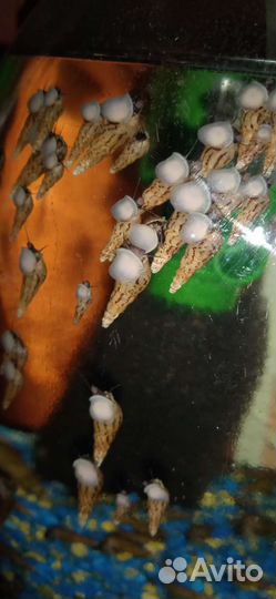 Улитка Мелания для аквариума