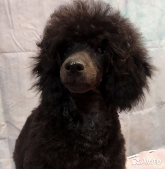 Щенки карликового пуделя нестандартного окраса