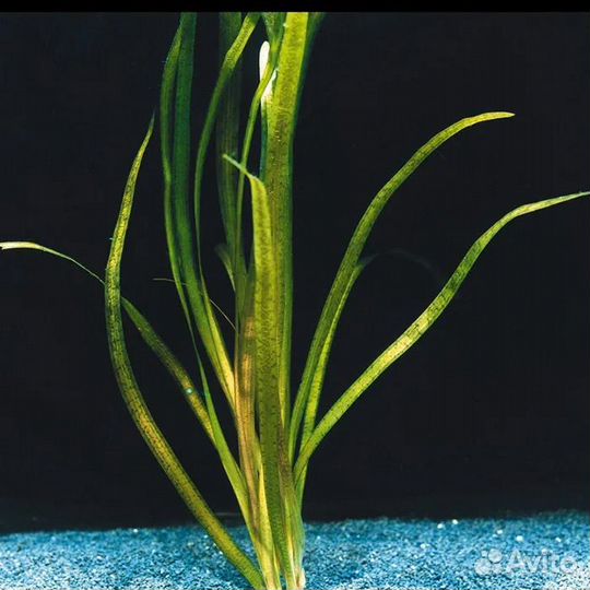 Валлиснерия