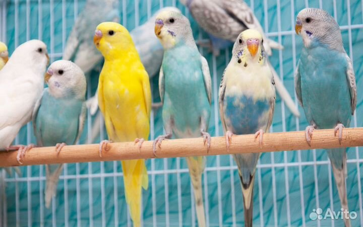 Волнистые попугаи птенцы