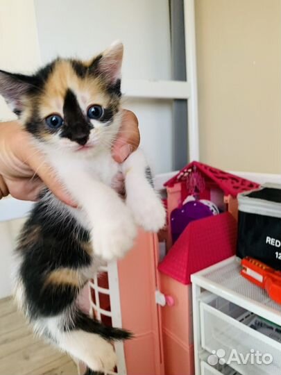 Стильные котята)