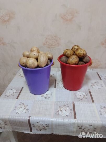 Продам картофель. Жёлтая Галла
