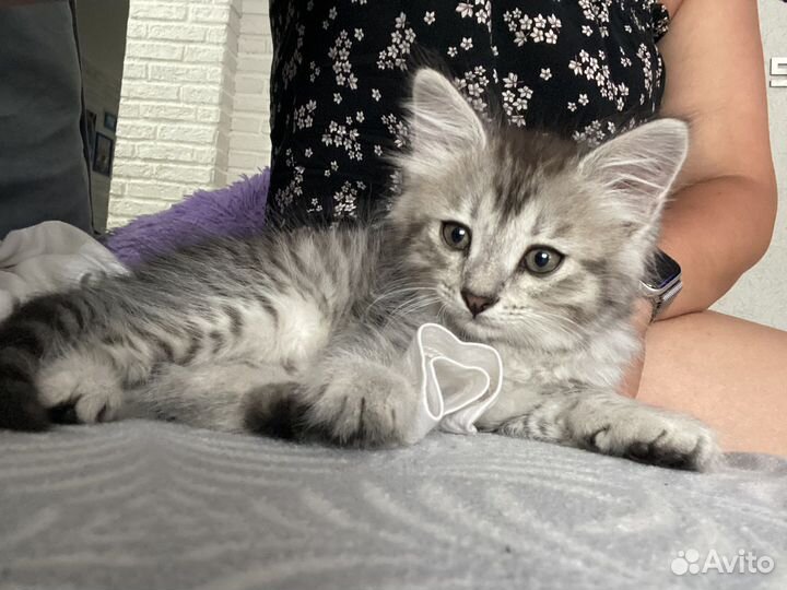 Котята норвежская лесная