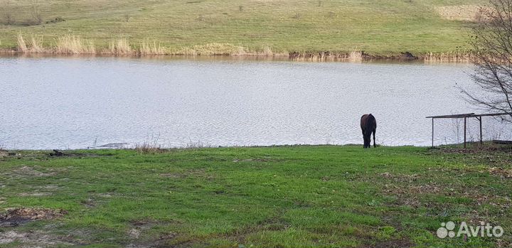 Место для отдыха, с/х животные