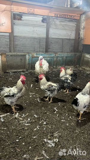 Индюки на мясо