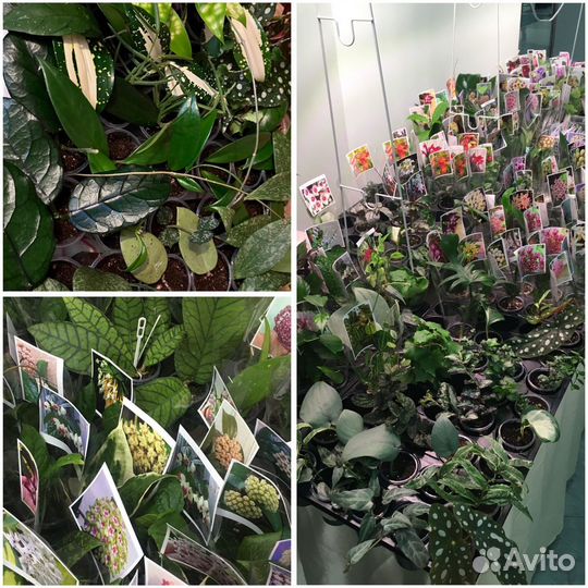 Выставка фиалок