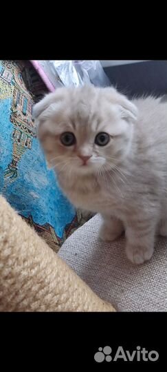 Шотландская