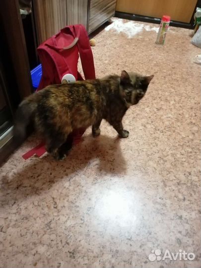 Котенок 3 месяца, в добрые руки