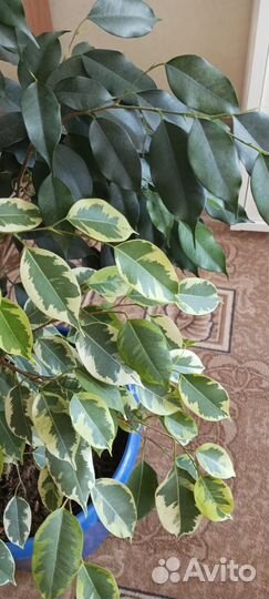 Интерьерный микс из фикусов